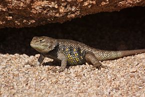 A Sceloporus uniformis - Sárga hátú tüskés gyík (10721075674) leírása .jpg.