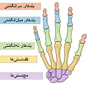 Scheme human hand bones-Persian.JPG