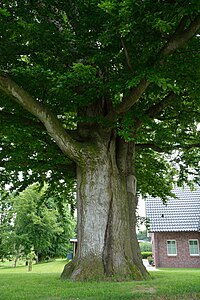 Schleswig-Holstein, Siezbüttel, Naturdenkmal NIK 6521.JPG