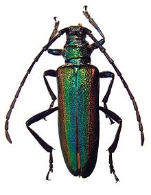 Schwarzerium (Rugosochroma) yunnanum голотип - ZooKeys-275-067-g001-1.jpeg