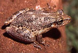 Scinax nasicus httpsuploadwikimediaorgwikipediacommonsthu