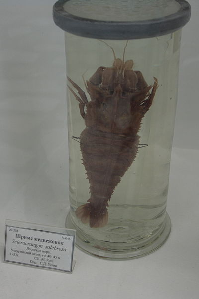 File:Sclerocrangon salebrosa (TINRO).jpg