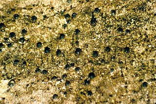 <i>Scoliciosporum</i> Genus of lichens in the family Scoliciosporaceae