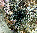 Sea urchin in kona.jpg
