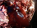 Some red algae are iridescent when not covered with water