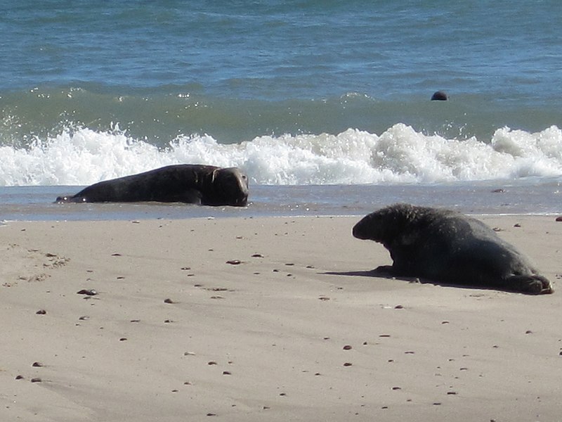 File:Seals on South Monomoy Island (5527633715).jpg