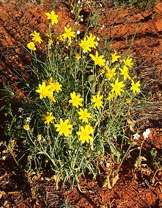 <i>Senecio gregorii</i> Native Australian plant