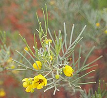 Senna artemisioides Senna art ssp ar foliage and flowers.jpg