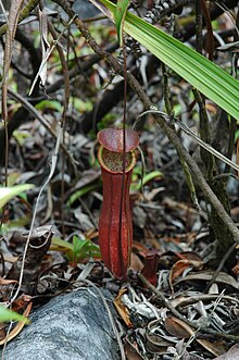 Serian N. northiana X gracilis Serian.jpg