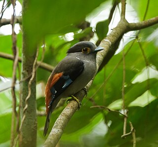 <span class="mw-page-title-main">Grey-lored broadbill</span> Species of bird