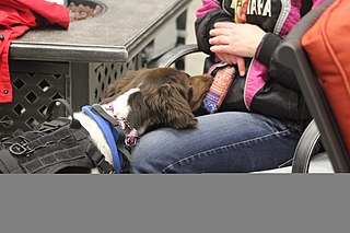 Service dog type of assistance dog specifically trained to help people who have disabilities