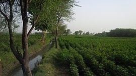 Shahdadpur.jpg
