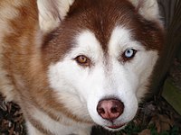 Siberian Husky copper bi-eye.jpg