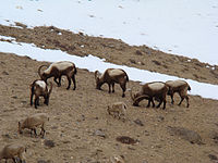 עדר זכרים ונקבות בחורף של תת-המין ההימלאי בעמק ספיטי שבהודו.