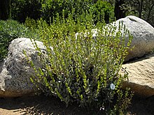 Sideritis cypria 1 (Corse).JPG