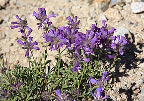 Описание изображения Sierra penstemon Penstemon heterodoxus.jpg.