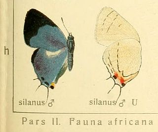 <i>Iolaus silanus</i> Species of butterfly