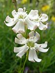 Silene saxifraga 893. 
 JPG