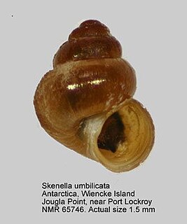 <i>Skenella</i> Genus of gastropods