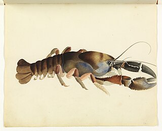 <i>Astacopsis</i> genus of crustaceans