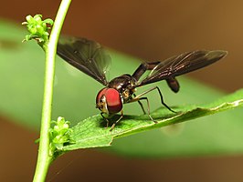 Ocyptamus fuscipennis