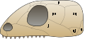 Illustration of a typical Anapsida skull.