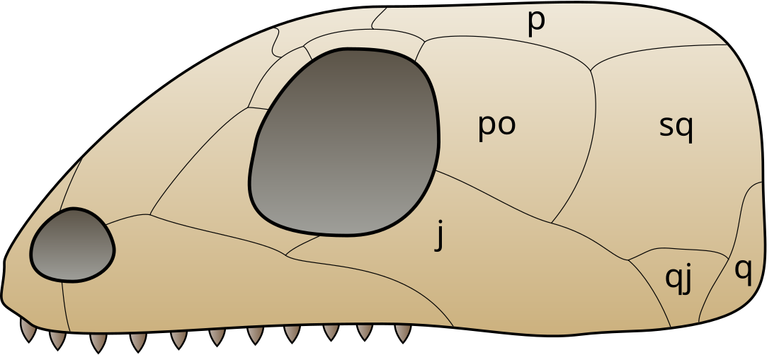 Os quadratojugal