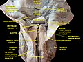 Dissezione profonda della laringe, della faringe e della lingua umane viste da dietro