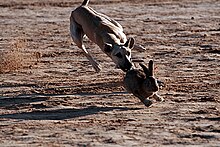 Sloughi hunt Sahara Festival.jpg