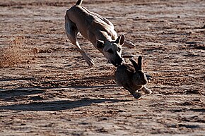 Sloughi coursing a hare Sloughi hunt Sahara Festival.jpg