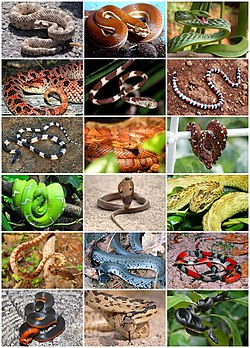 Snakes Diversity.jpg