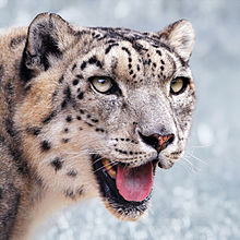 Snow leopard portrait-2010-07-09.jpg