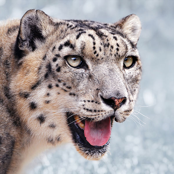 File:Snow leopard portrait-2010-07-09.jpg