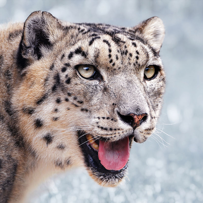 Léopard des neiges ou once (Panthera uncia) mâle.  (définition réelle 3 023 × 3 023)