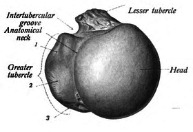 الحديبة الكبيرة للعضد (بالإنجليزية: Greater tubercle)‏.