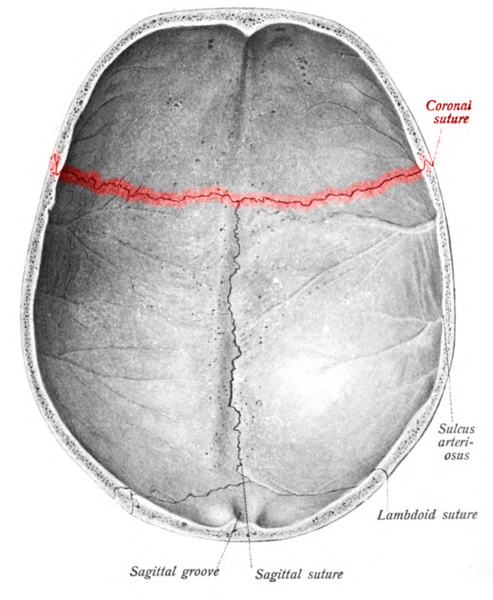 File:Sobo 1909 47 - Coronal suture.png