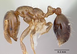 Solenopsis papuana