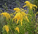 Solidago gigantea01