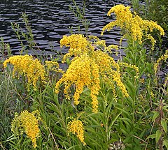 Solidago gigantea u cvijetanju