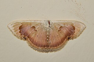 <i>Somatina rosacea</i> Species of moth