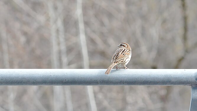 Song Sparrow (Melospiza melodia)