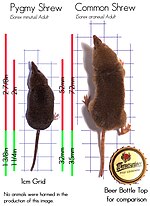 Thumbnail for File:Sorex minutus and Sorex araneus size comparison - en.jpg