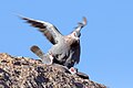 Speckled (Rock) Pigeon-5167 (2) - Flickr - Ragnhild & Neil Crawford.jpg