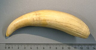 <span class="mw-page-title-main">Tabua</span> Polished tooth of a sperm whale