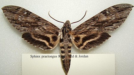 Sphinx praelongus sjh.JPG