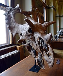 Spiclypeus Vienna Natural History Museum.jpg