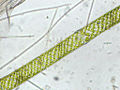 Spirogyra sp.jpg
