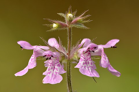 Marsh woundwort