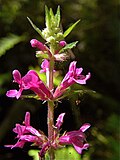 Stachys mexicana için küçük resim