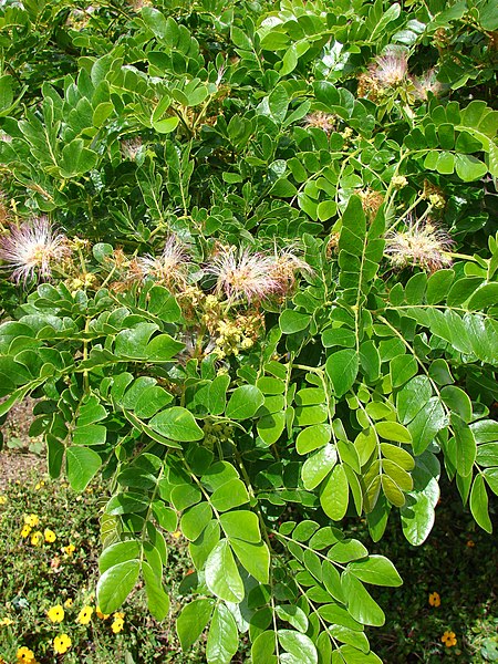 File:Starr-080716-9350-Samanea saman-leaves and flowers-Enchanting Gardens of Kula-Maui (24924008425).jpg